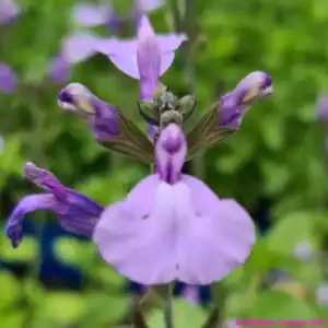 Salvia So Cool Pale Blue1 compress