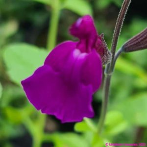 Salvia Vibe Ignition Purple 5 compress