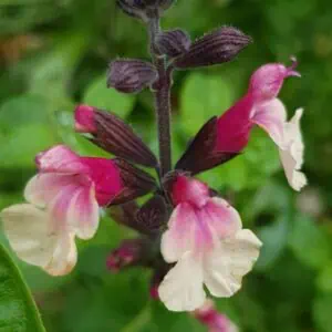 Salvia cuello Cream 1 1 compress