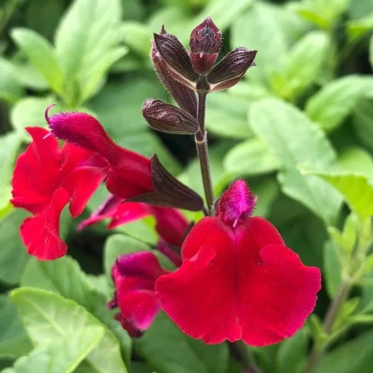 salvia roja greggii