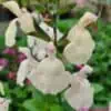 Salvia greggii Cool Cream 1 compress