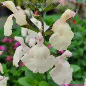 Salvia greggii Cool Cream 1 compress