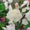 Salvia greggii Cool Cream 2 compress