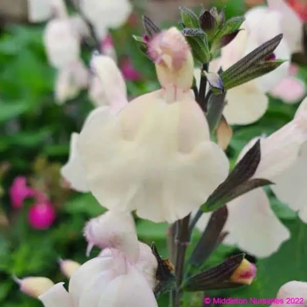 Salvia Greggii 'Cool Cream' | Buy Online UK | Middleton Nurseries