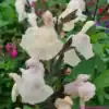 Salvia greggii Cool Cream 3 compress