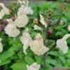 Salvia greggii Cool Cream 4 compress