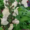 Salvia greggii Cool Cream 6 compress