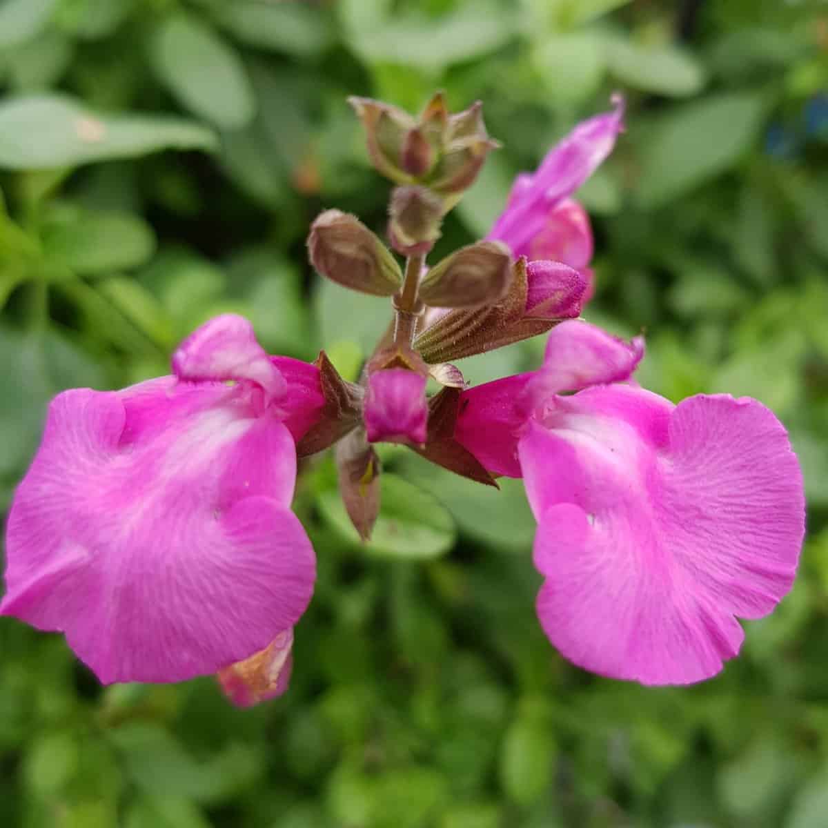Salvia greggii Cool Pink 3 scaled