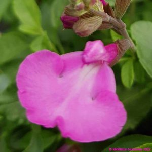Salvia greggii Cool Pink 5 compress