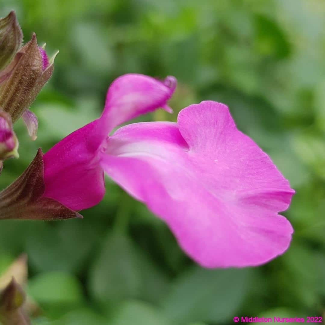 Salvia greggii Cool Pink 7 compress