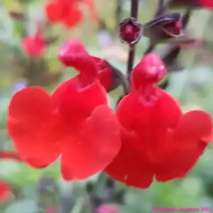 Salvia greggii Desert Blaze1 compress