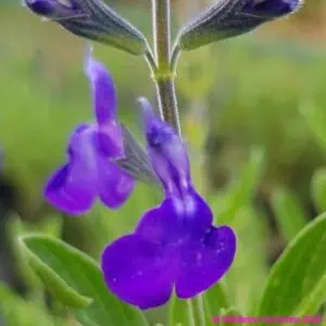 Salvia-greggii-‘Blue-Note