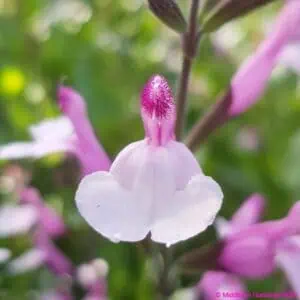 Salvia greggii ‘Joy 1 compress