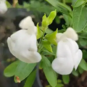 Salvia greggii alba 3 1 compress