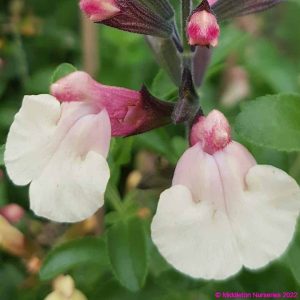 Salvia greggii ‘Autumn Moon 1 compress