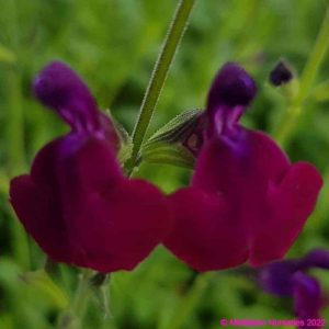 Salvia greggii ‘Emperor 3 compress