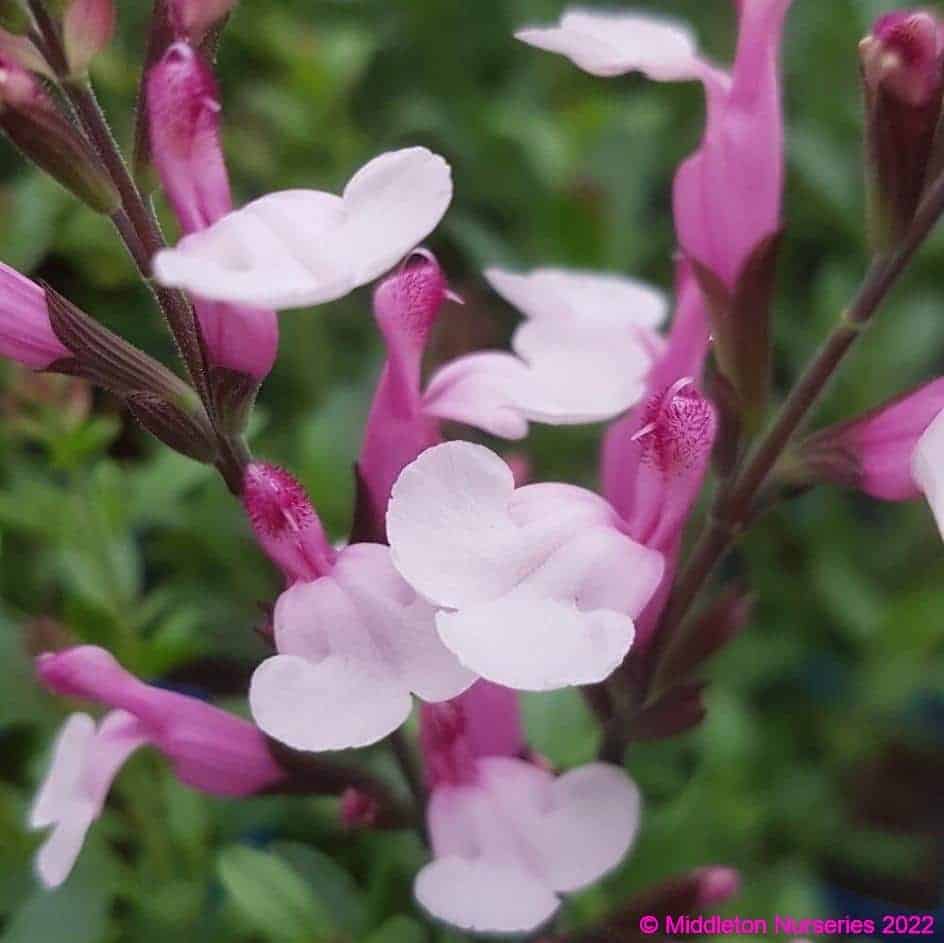 Salvia greggii ‘Joy 2 compress