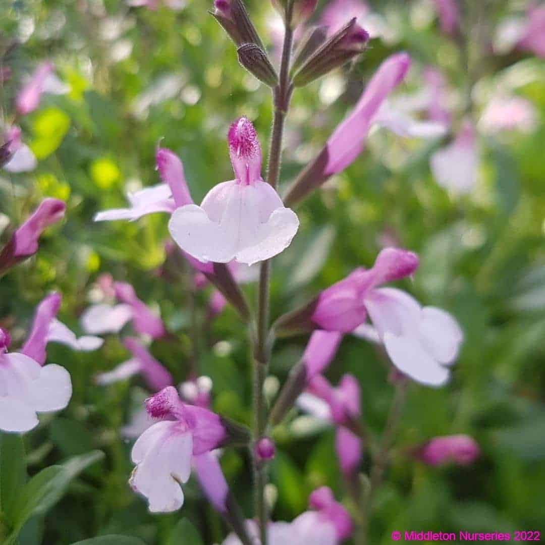 Salvia greggii ‘Joy 5 compress