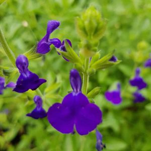 Salvia greggii ‘Purple Queen 6 scaled