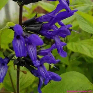 Salvia guaranitica Amino 4 1 compress