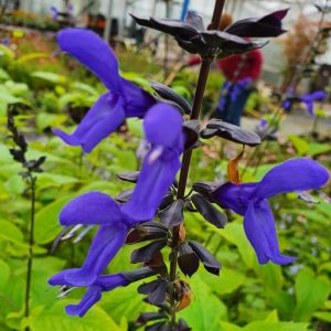 Salvia guaranitica Carines Amazing Blue 3 1 compress