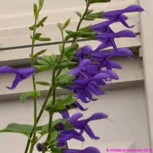 Salvia guaranitica ‘Blue Enigma 1 compress