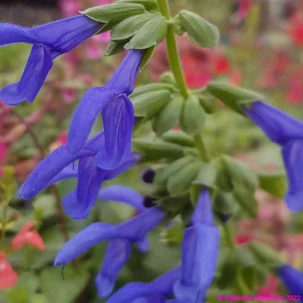 Salvia guaranitica ‘Super Trouper 1 compress