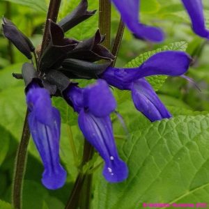Salvia guaranitica ‘Black and Blue 3 compress