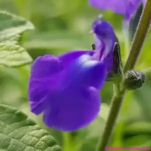 Salvia microphylla Delice Feline 6 compress