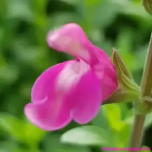 Salvia microphylla Delice Roselilac 1 1 compress compress