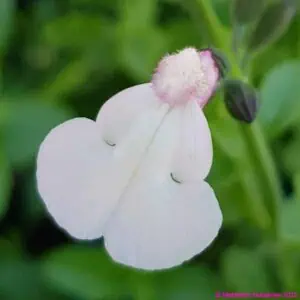 Salvia microphylla ‘Delice Fiona 5 compress