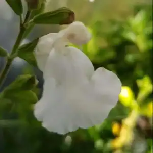 Salvia microphylla Gletscher 1 2 1 compress compress e1643123581803