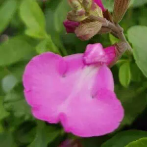 Salvia microphylla Glitter 1