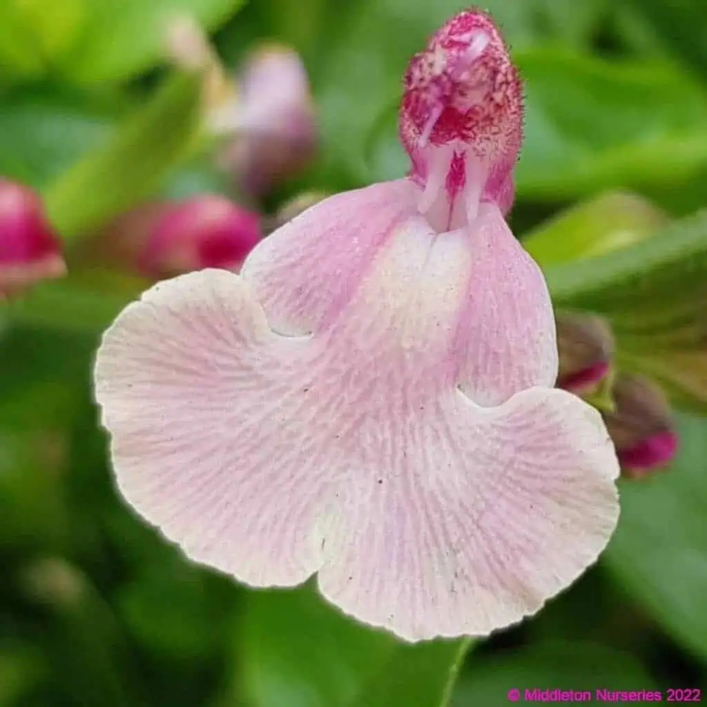 Salvia microphylla Lucia 3 compress