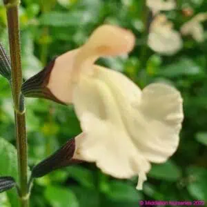 Salvia microphylla Lutea 1 1 compress compress