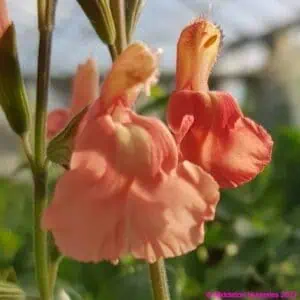 Salvia microphylla Papajan1 compress