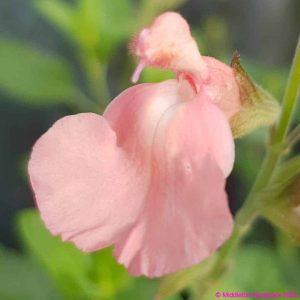 Salvia microphylla Ribambelle 1 compress