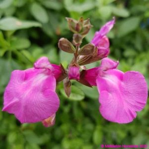 Salvia microphylla ‘Heatwave Sparkle 4 compress