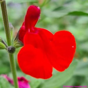 Salvia microphylla ‘Royal Bumble 1 compress