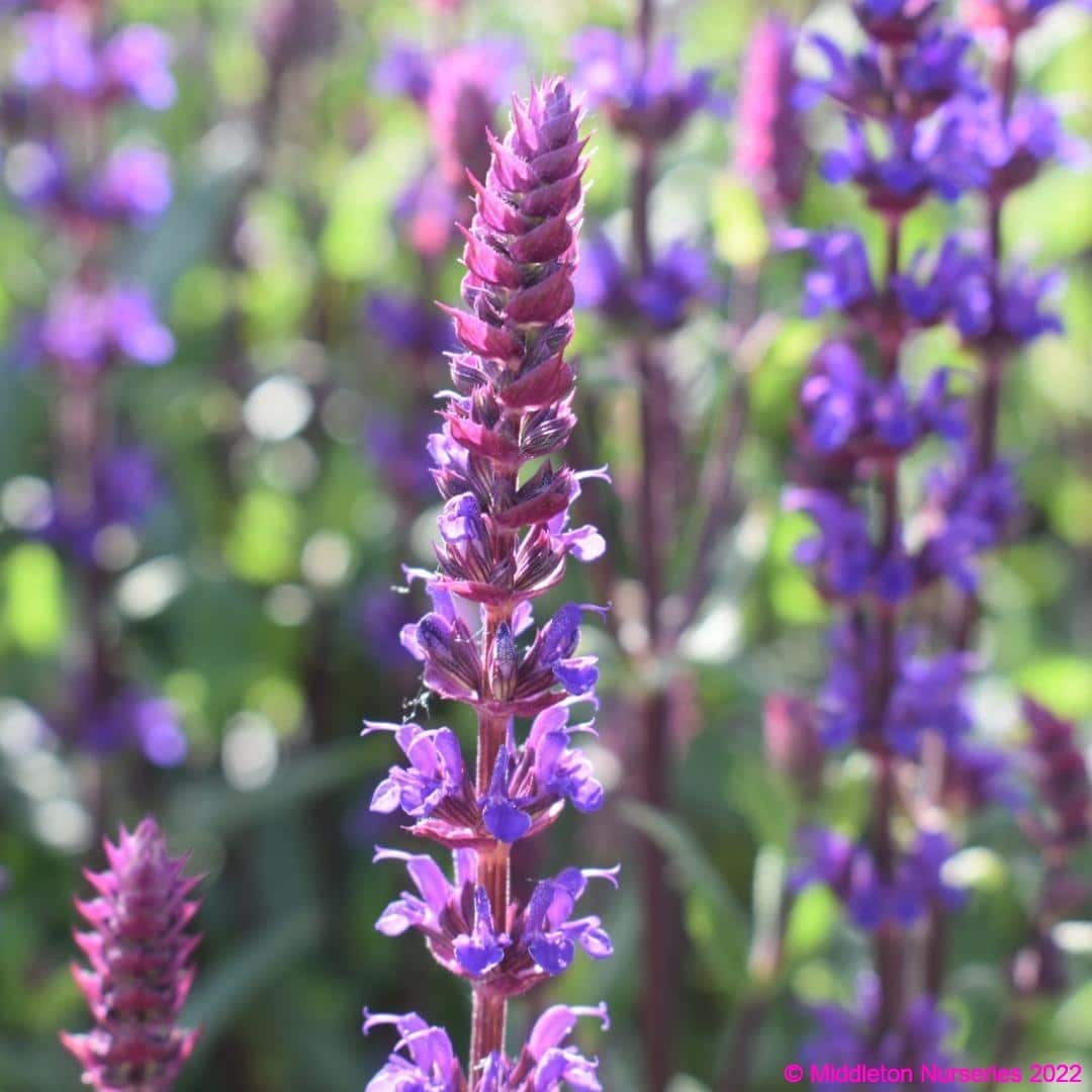 Salvia nemorosa 'Caradonna' - Middleton Nurseries