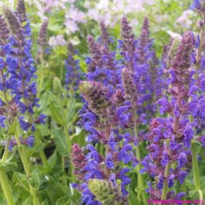 Salvia nemorosa ‘April Night 1 compress