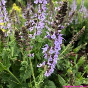 Salvia nemorosa ‘Crystal Blue 2 compress