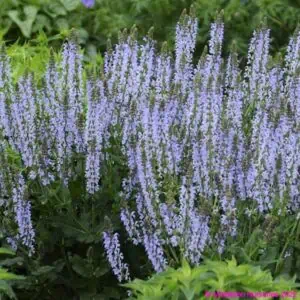 Salvia nemorosa ‘Salute Ice Blue 1 1 compress