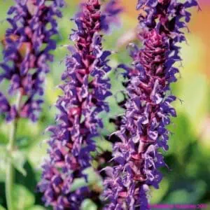Salvia nemorosa ‘Spring King Mini 1 compress