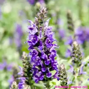 Salvia nemorosa Marcus 1 compress