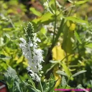 Salvia nemorosa Schneehugel snowhill 2 compress