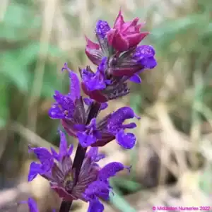 Salvia nemorosa Senior 3 compress