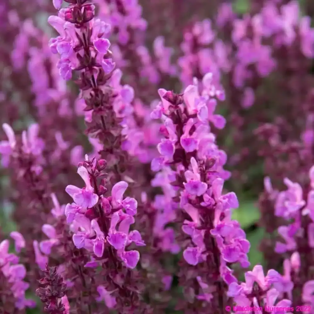 Salvia nemorosa Sensation Rose 3 compress