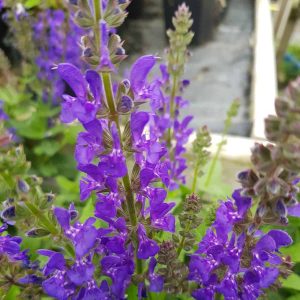 Salvia nemorosa ‘A Little Bit 2 scaled