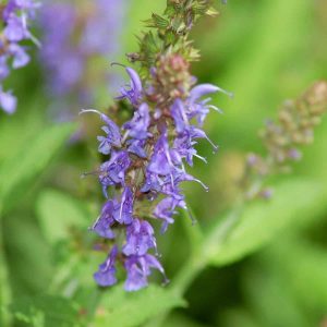 Salvia nemorosa ‘Blue Hill 1 scaled